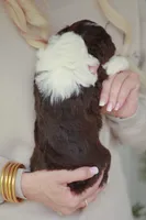 Rookie, a female Bernedoodle and Miniature Bernedoodle for sale in Jackson, MO – 3 of 3