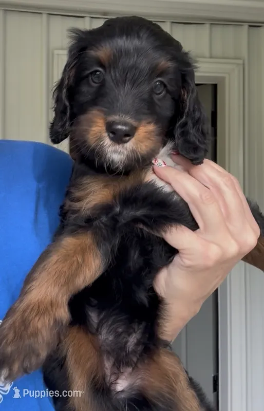 Bambi – Bernedoodle puppy for sale in Jackson, MO