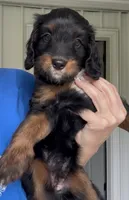 Bambi, a female Bernedoodle for sale in Jackson, MO – 1 of 1