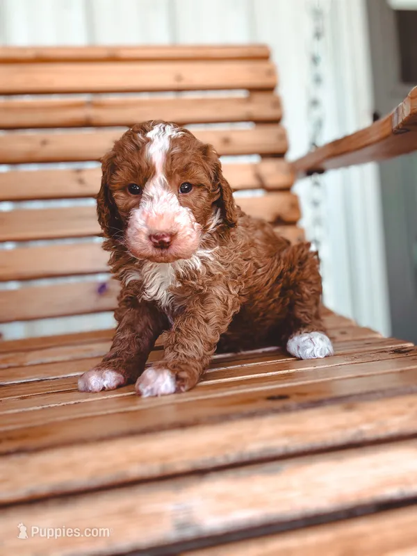 Faith – Bernedoodle puppy for sale in Jackson, MO
