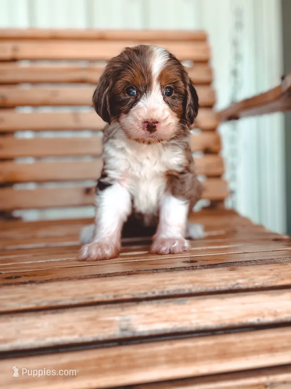 Mercy – Bernedoodle puppy for sale in Jackson, MO