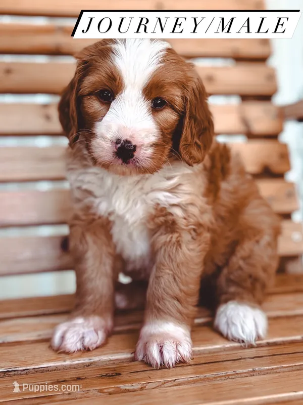 Journey – Bernedoodle puppy for sale in Jackson, MO