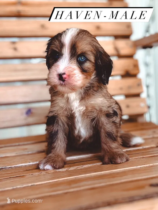 Haven – Bernedoodle puppy for sale in Jackson, MO