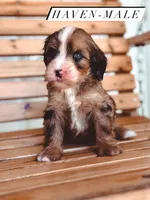 Haven, a male Bernedoodle for sale in Jackson, MO – 1 of 2