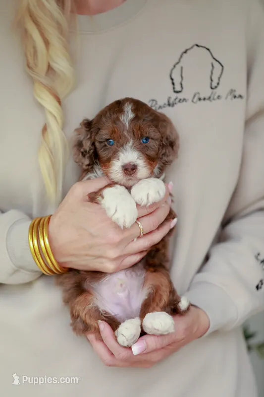 Coach – Bernedoodle, Miniature Bernedoodle puppy for sale in Jackson, MO