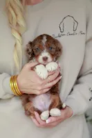 Coach, a male Bernedoodle and Miniature Bernedoodle for sale in Jackson, MO – 1 of 3