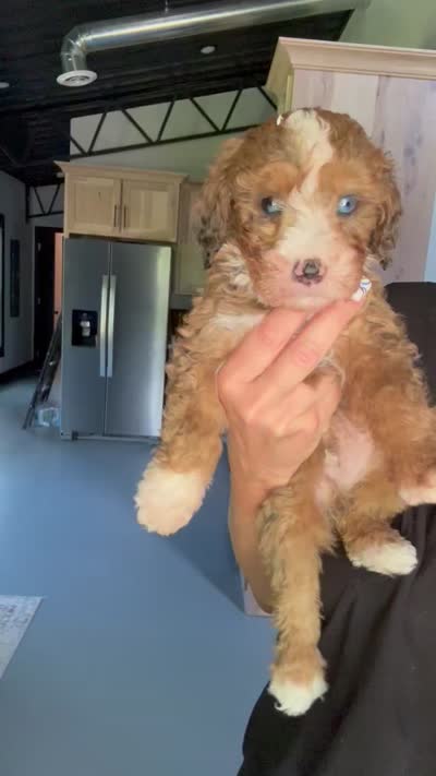 Valor, a male Bernedoodle for sale in Jackson, MO – 2 of 2