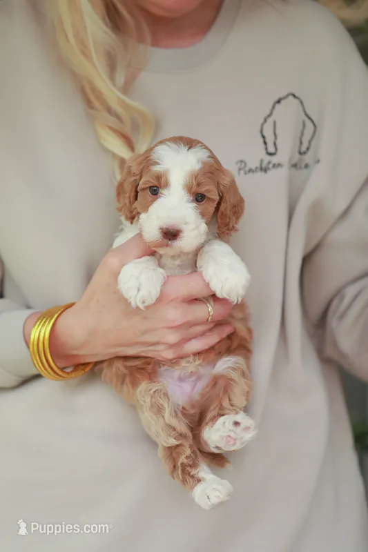 Rawlings – Bernedoodle, Miniature Bernedoodle puppy for sale in Jackson, MO