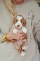 Rawlings, a male Bernedoodle and Miniature Bernedoodle for sale in Jackson, MO – 1 of 3
