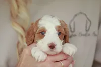 Shorty, a female Bernedoodle and Miniature Bernedoodle for sale in Jackson, MO – 2 of 3