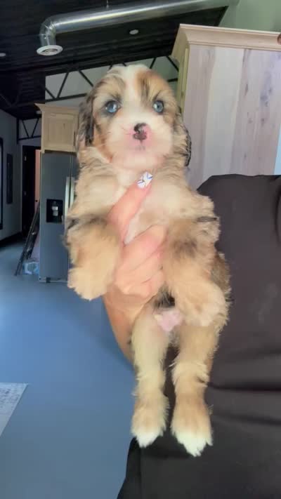 Haven, a male Bernedoodle for sale in Jackson, MO – 2 of 2