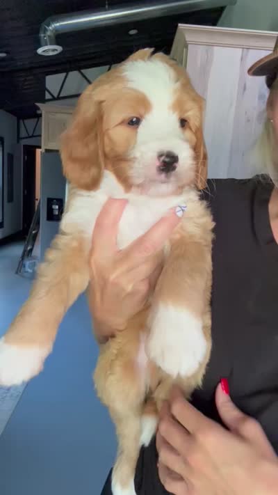 Journey, a male Bernedoodle for sale in Jackson, MO – 2 of 2