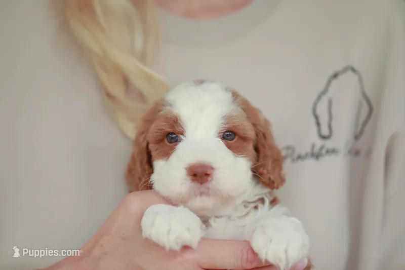 Slugger – Bernedoodle puppy for sale in Jackson, MO