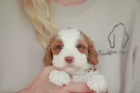 Slugger, a male Bernedoodle for sale in Jackson, MO – 1 of 3