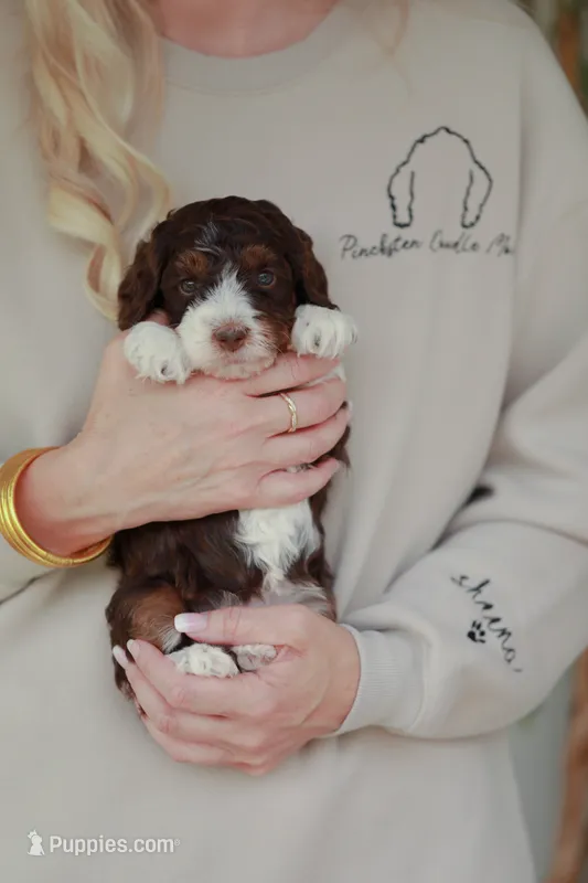 Strike – Bernedoodle, Miniature Bernedoodle puppy for sale in Jackson, MO