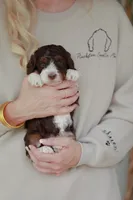 Strike, a female Bernedoodle and Miniature Bernedoodle for sale in Jackson, MO – 1 of 3