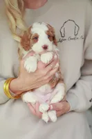 Shorty, a female Bernedoodle and Miniature Bernedoodle for sale in Jackson, MO – 1 of 3