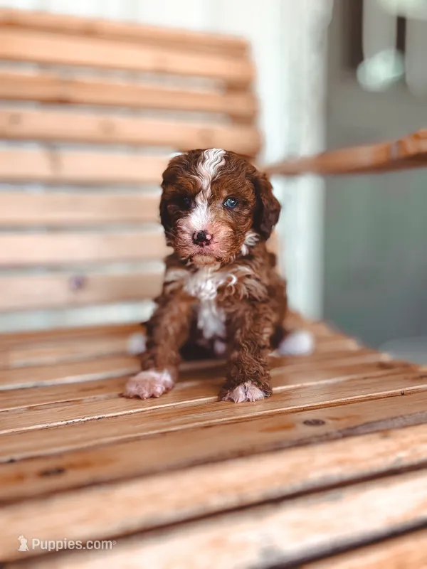 Valor – Bernedoodle puppy for sale in Jackson, MO