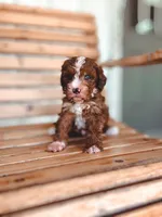 Valor, a male Bernedoodle for sale in Jackson, MO – 1 of 2