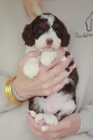 Rookie, a female Bernedoodle and Miniature Bernedoodle for sale in Jackson, MO – 1 of 3