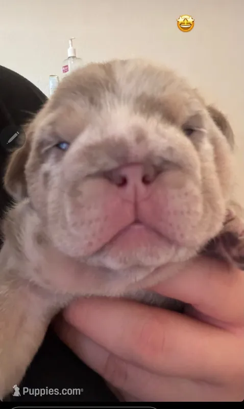 Babyboy – English Bulldog puppy for sale in Milpitas, CA