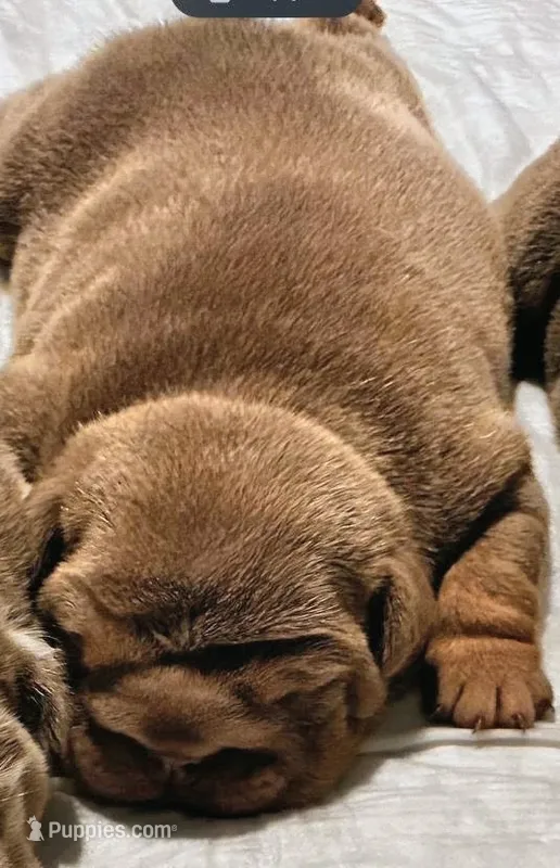 Cryptic merle lilac  – English Bulldog puppy for sale in Milpitas, CA
