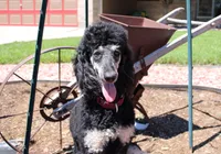 Piper, a female Poodle - Standard  for sale in Peyton, CO – 4 of 6