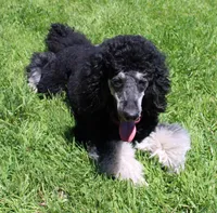 Piper, a female Poodle - Standard  for sale in Peyton, CO – 5 of 6