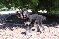 Piper, a female Poodle - Standard  for sale in Peyton, CO – 6 of 6