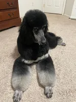 Piper, a female Poodle - Standard  for sale in Peyton, CO – 3 of 6