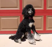 Piper, a female Poodle - Standard  for sale in Peyton, CO – 2 of 6