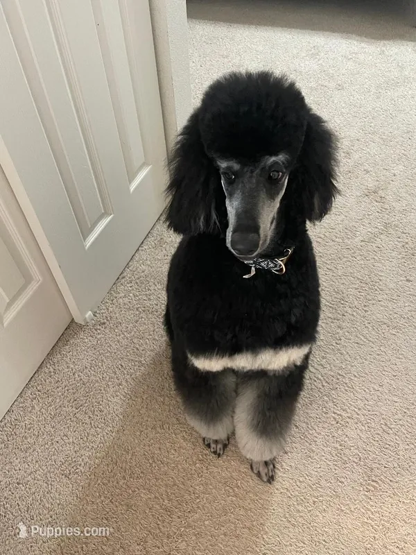 Piper – Poodle - Standard  puppy for sale in Peyton, CO