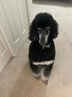 Piper, a female Poodle - Standard  for sale in Peyton, CO – 1 of 6