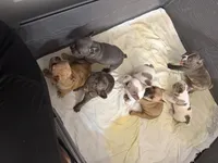 Pinta, a female French Bulldog for sale in Homestead Base, FL – 10 of 10
