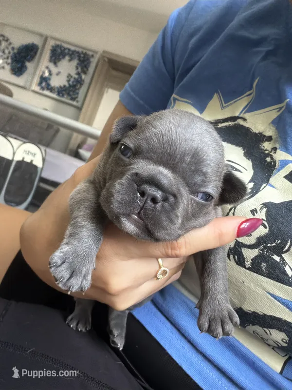 Blue – French Bulldog puppy for sale in Homestead Base, FL