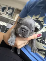 Blue, a male French Bulldog for sale in Homestead Base, FL – 1 of 4