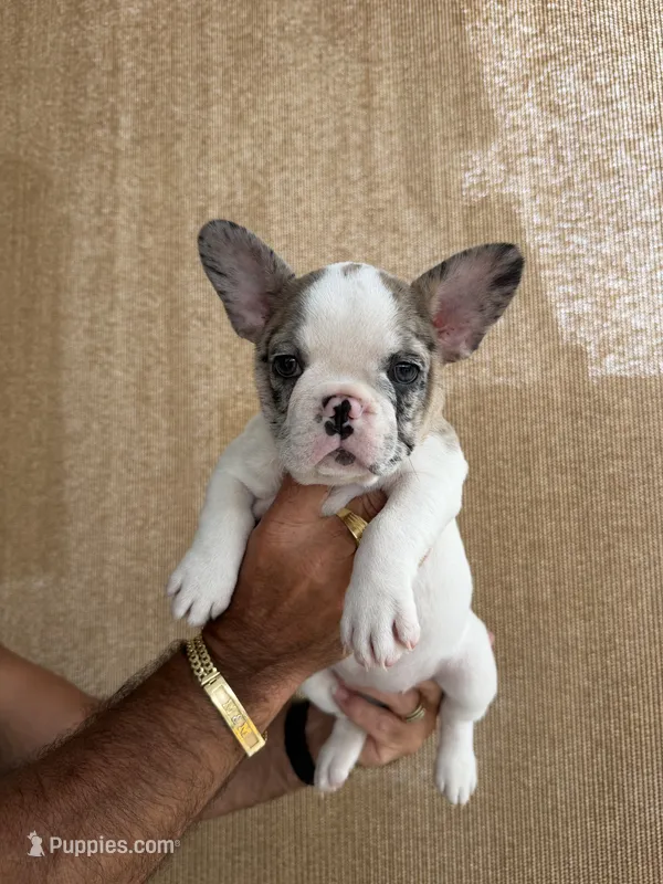 Pinta – French Bulldog puppy for sale in Homestead Base, FL