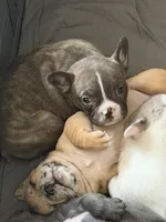Hiena , a female French Bulldog for sale in Homestead Base, FL – 9 of 10