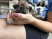 Carmelita, a female French Bulldog for sale in Homestead Base, FL – 2 of 5