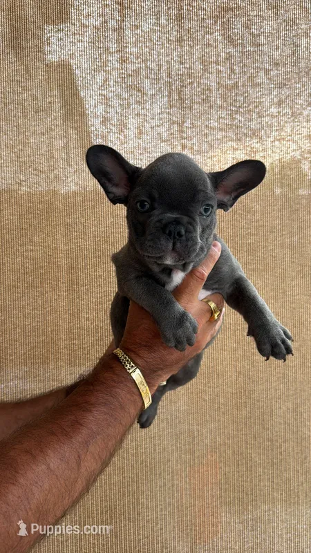 Blue – French Bulldog puppy for sale in Homestead Base, FL