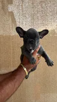 Blue, a male French Bulldog for sale in Homestead, FL – 1 of 10