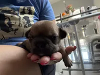 Carmelita, a female French Bulldog for sale in Homestead Base, FL – 3 of 5