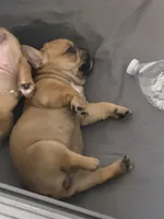 Carmelita, a female French Bulldog for sale in Homestead Base, FL – 10 of 10