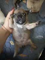 Carmelita, a female French Bulldog for sale in Homestead Base, FL – 5 of 5