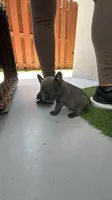 Blue, a male French Bulldog for sale in Homestead Base, FL – 7 of 9