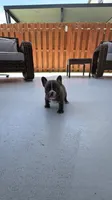 Casique, a male French Bulldog for sale in Homestead Base, FL – 10 of 10