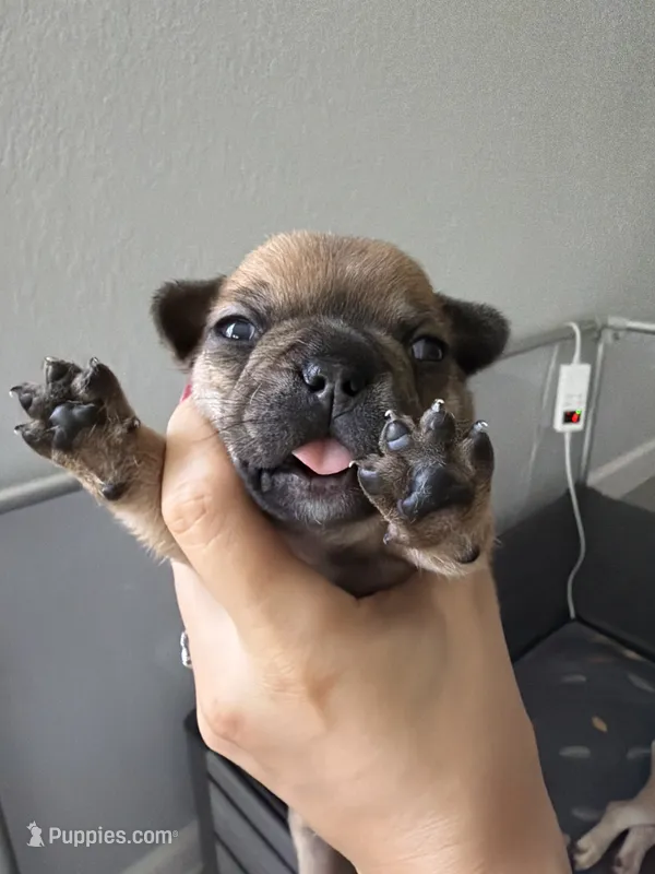 Carmelita – French Bulldog puppy for sale in Homestead Base, FL