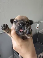Carmelita, a female French Bulldog for sale in Homestead Base, FL – 1 of 5