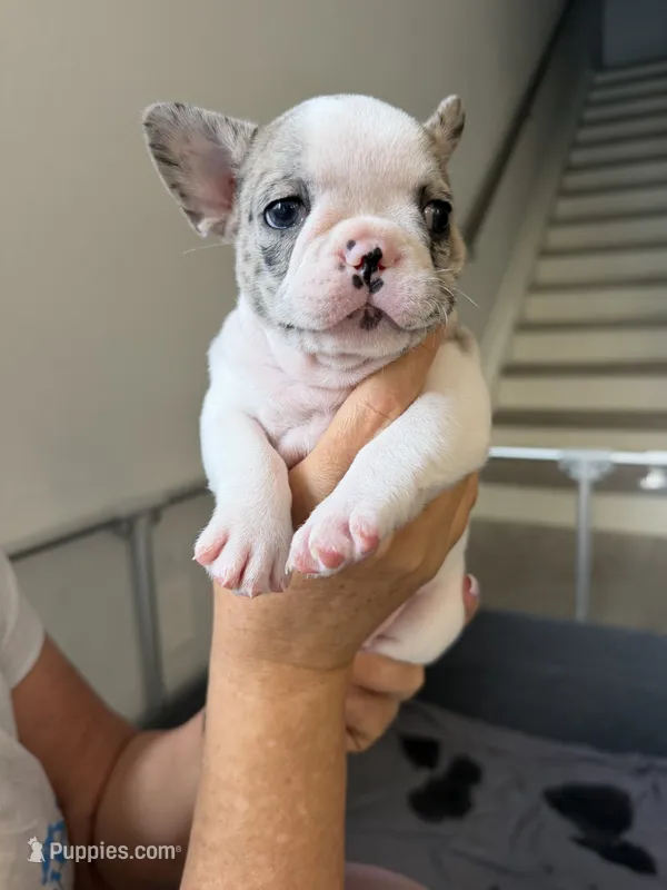 Pinta – French Bulldog puppy for sale in Homestead Base, FL