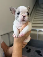 Pinta, a female French Bulldog for sale in Homestead Base, FL – 1 of 10
